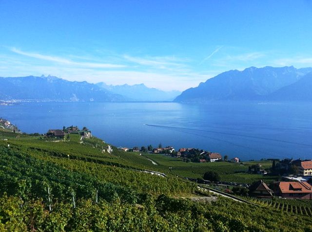 Vine Terraces Switzerland
