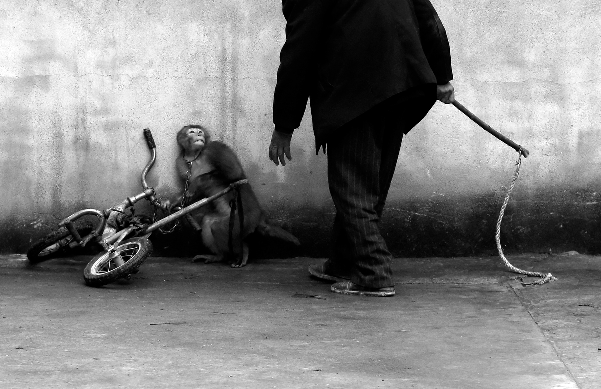 Природа - Обезьянку тренируют в цирке - Йонгжи Чу, Китай.