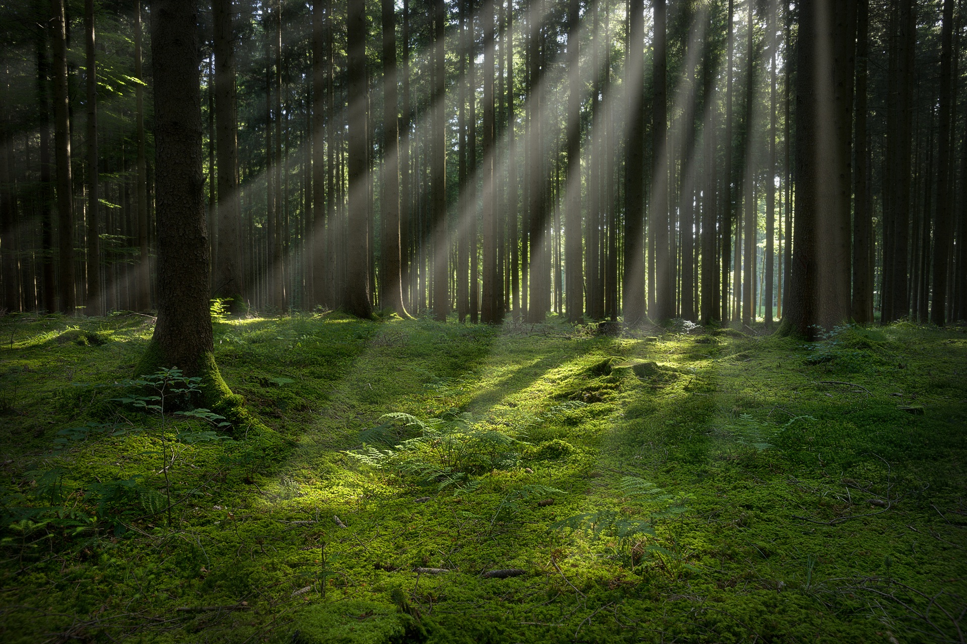 http://libymax.ru/wp-content/uploads/2015/03/Forest-at-dawn-2.jpg