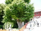Непогода свалила легендарное дерево в Японии