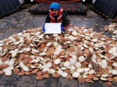 Цунами нанесли серьезный урон рыбной промышленности Японии