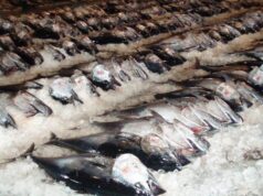 В Катаре отклонили предложение о запрете ловли тунца