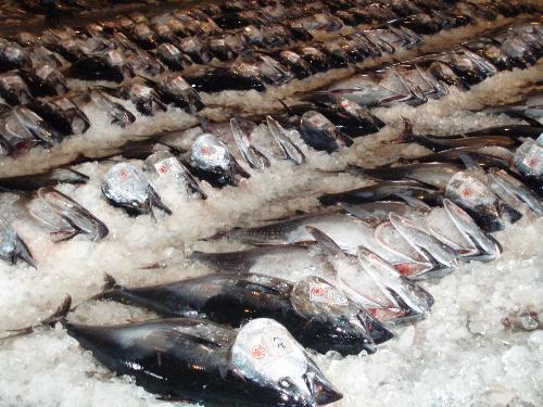 В Катаре отклонили предложение о запрете ловли тунца