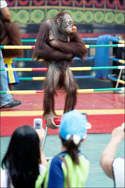 Орангутанги Бангкока вышли на ринг