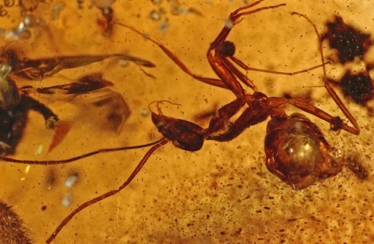 В Индии обнаружили насекомых живших 50 млн лет назад