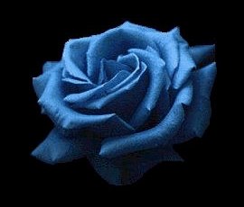 Blue Rose Синяя роза APPLAUSE из Японии