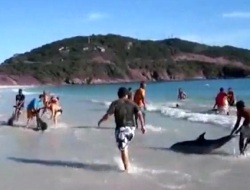 В Бразилии спасли 30 дельфинов