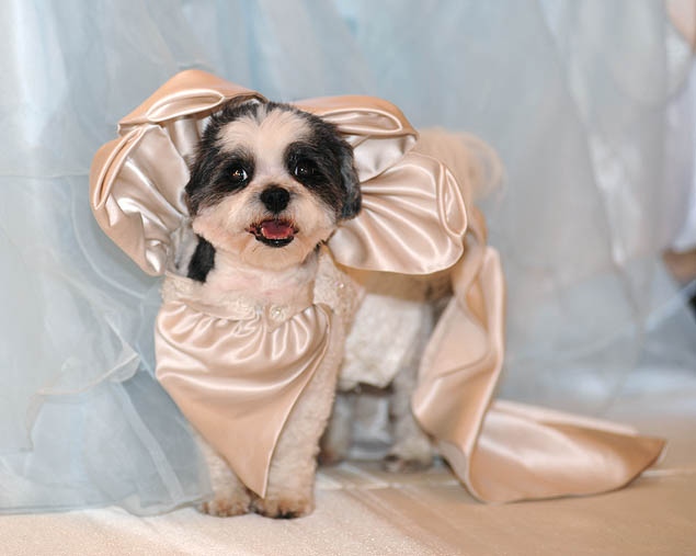 Самая дорогая собачья свадьба
