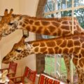 Giraffe Manor - отель с жирафами в Африке