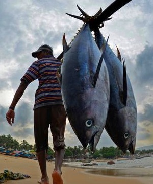 В Азии бум на тунца