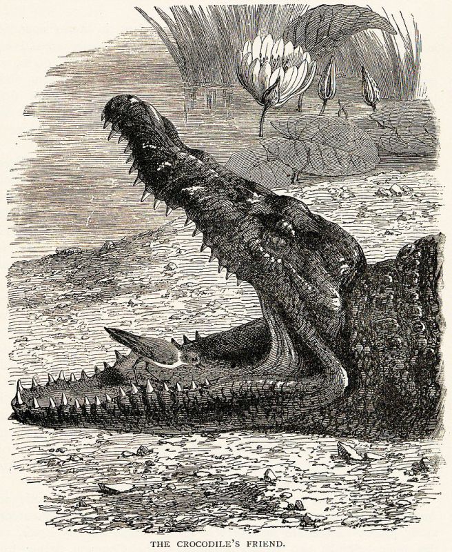 Крокодилий стоматолог