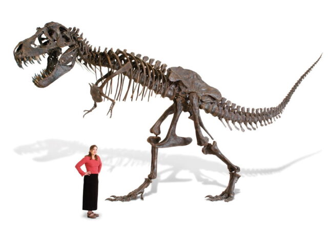 Life Size Tyrannosaurus Skeleton