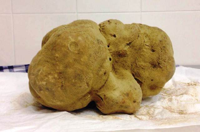 White truffle record
