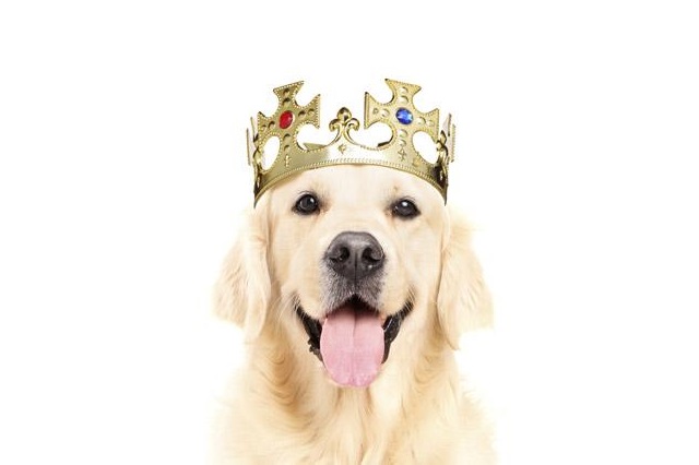 Dog king